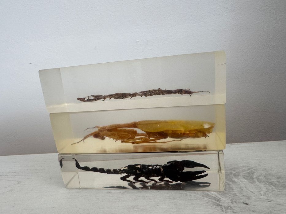 Colecție insecte în rășină