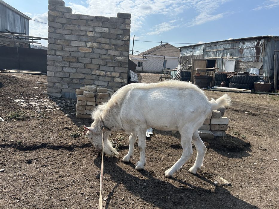 зааненский козел