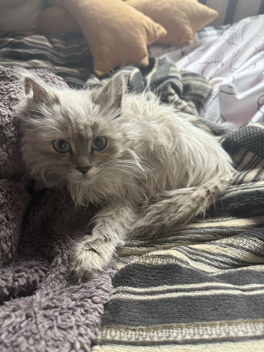 Котенок девочка