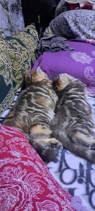 Очаровательные котята ищут заботливых хозяев!