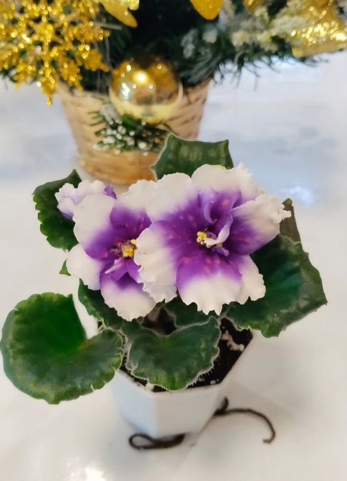 Фиалки детки  фиалки