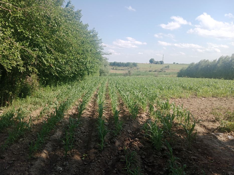 Ташкент в Бука Бука мфй қудайқул махалласи