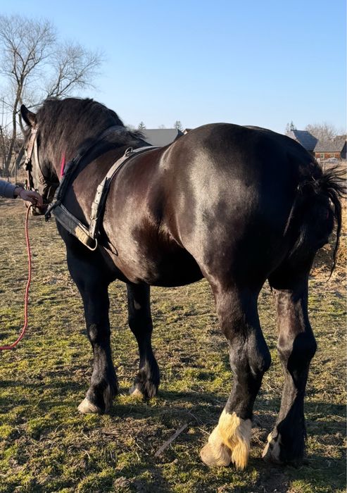 Vand manz de 3 ani la vara invatat