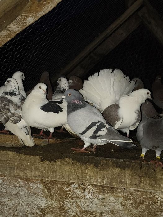 Porumbei de vânzare ornament , curte și voiajori