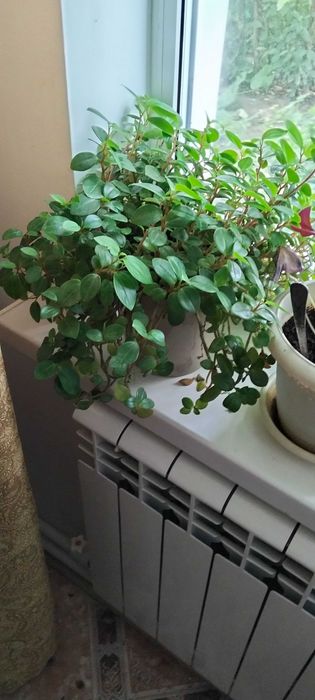 Продам домашние цветы