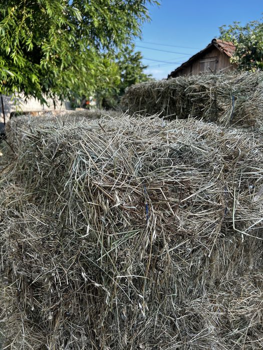 Vând Baloți din TRIFOI