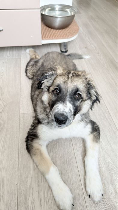 Щенок 3 месяца в добрые руки