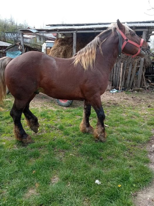 De vînzare harmăsar de 5 ani cu pașaport curat la picioare cuminte tot ce vrei la el