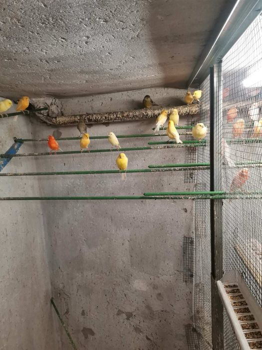 Канарчета.     .