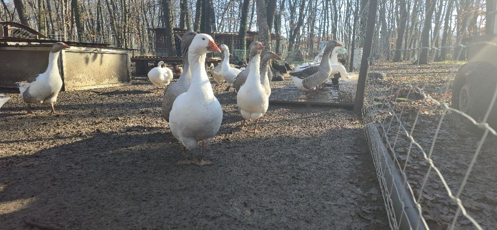 Гъски за разплод