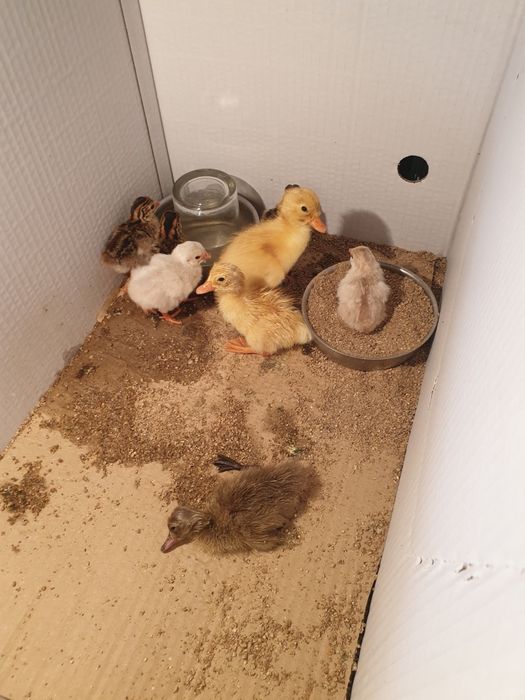 Разплодни яйца  от легбар крем и пекински патици,