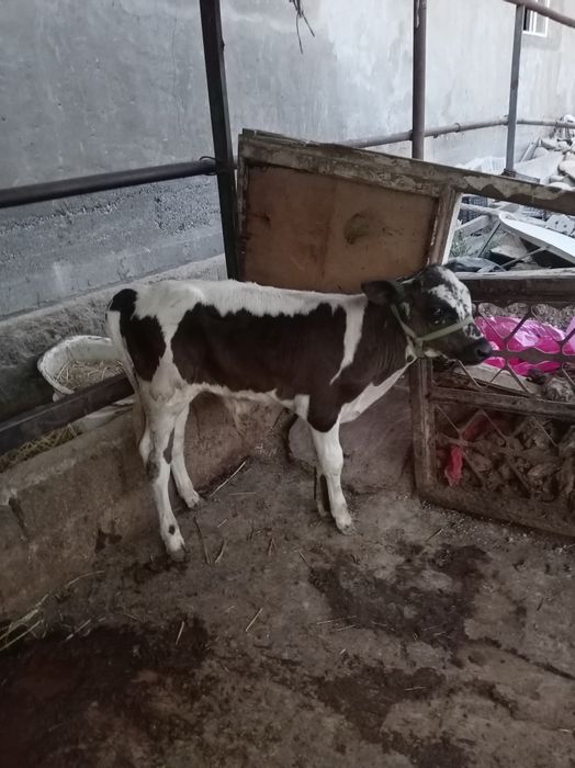 Ona bola sigir sotiladi bolasi buqacha 2-qorin