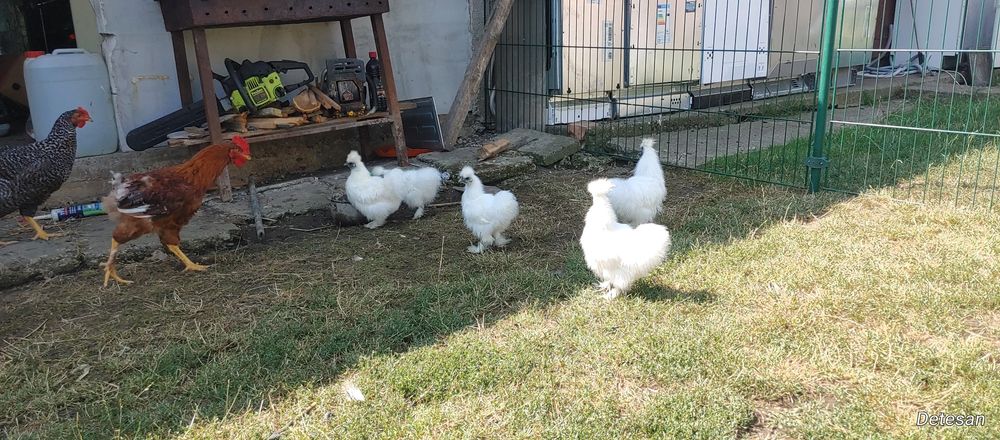 Pui de Găina  Mătase Japoneză