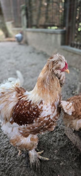 Струмски петли на 7 месеца