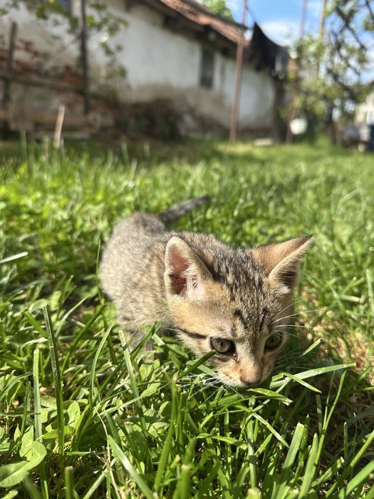Donez pui de pisică 6 saptamani