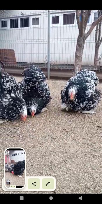 Oua cochinchina uriaș bobat