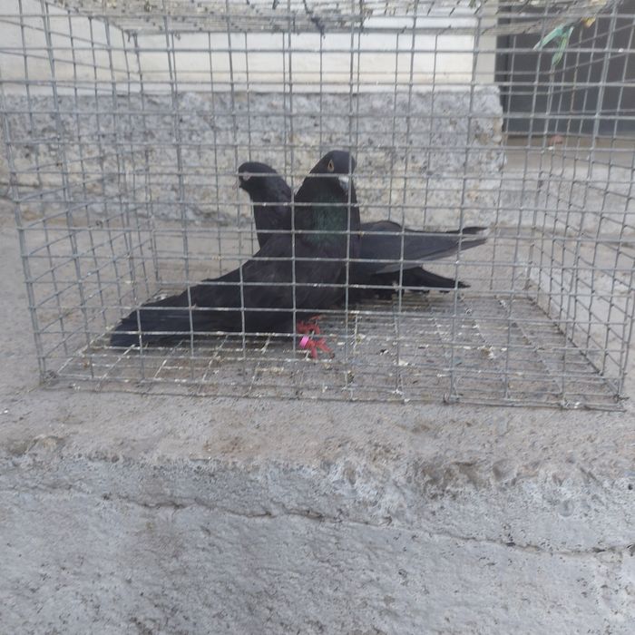 Жук бабочки пархаюшие оригинал