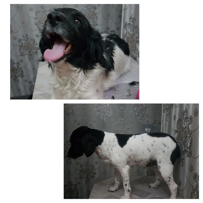 Стрижка собаки..