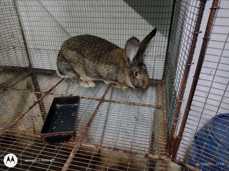 Зайци за разплод калифорнийски, бял великан и др.