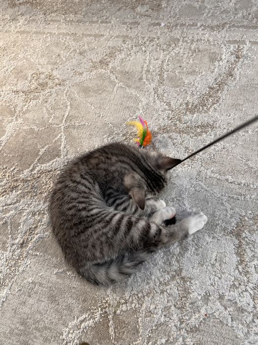 продам котенка 2 месячного Британец