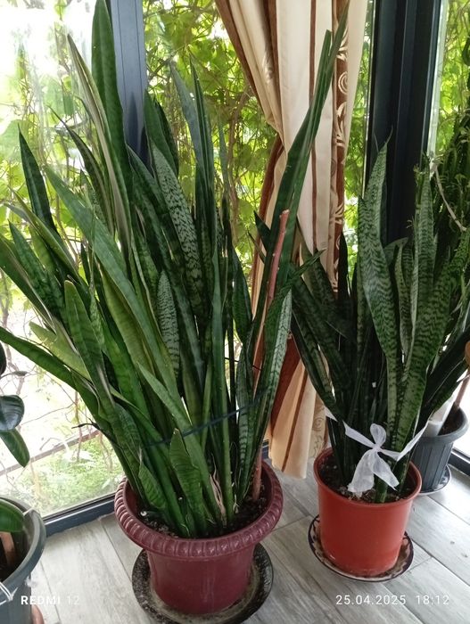 Цветы продаются цены по 7тысяч