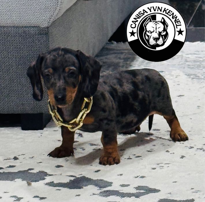 Mascul teckel arlequin miny