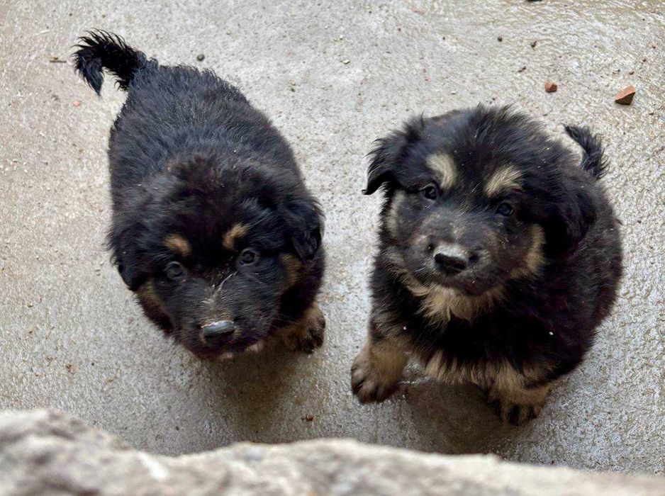 Продаются щенки город Ташкент Ташкентская область