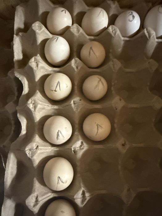 Продам Инкубационное яйцо