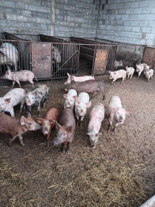 Продавам малки прасенца.