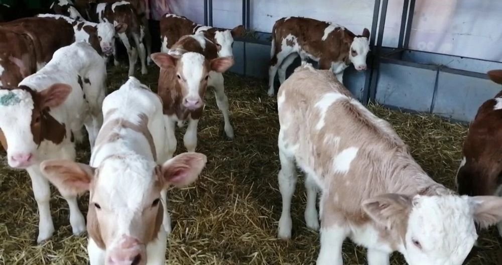 Телята телочки и бычки