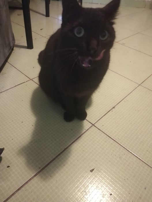 Pisica neagră de 2 ani