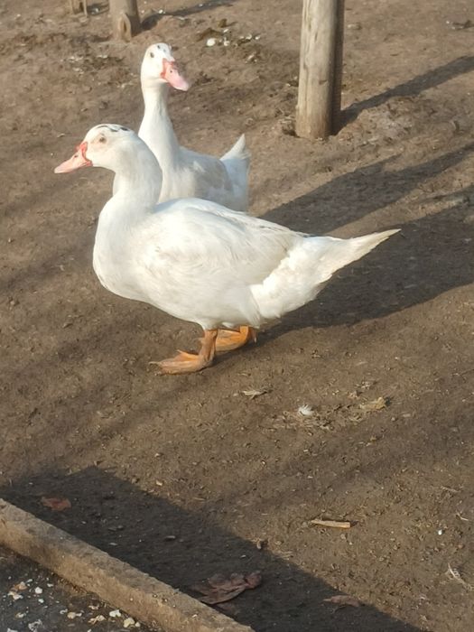 Продается утки самец
