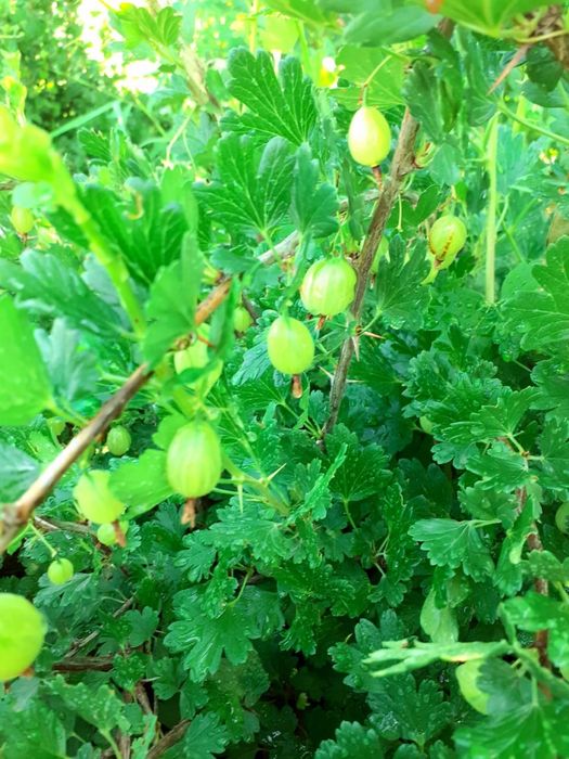 Дача продается/ Саяжай сатылады