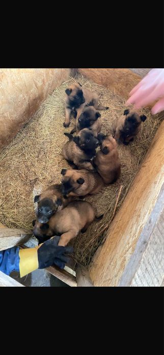 Продам кутят бельгийской офчарки