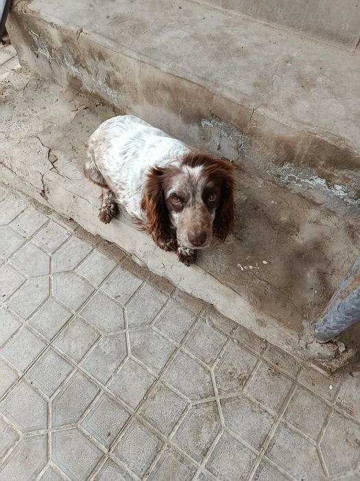 Axotnik it dim oqilli yuvosh.