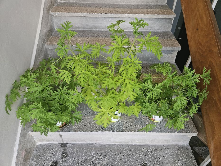 Цветята Бенджамин и Индрише