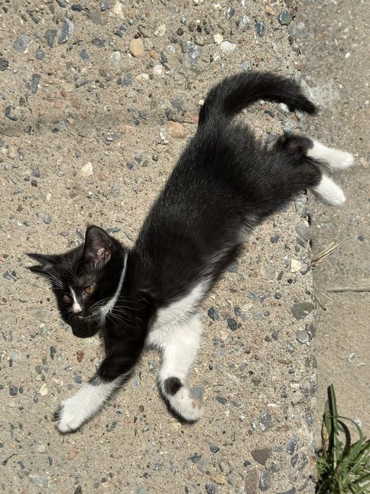 Котята отдам в хорошие руки