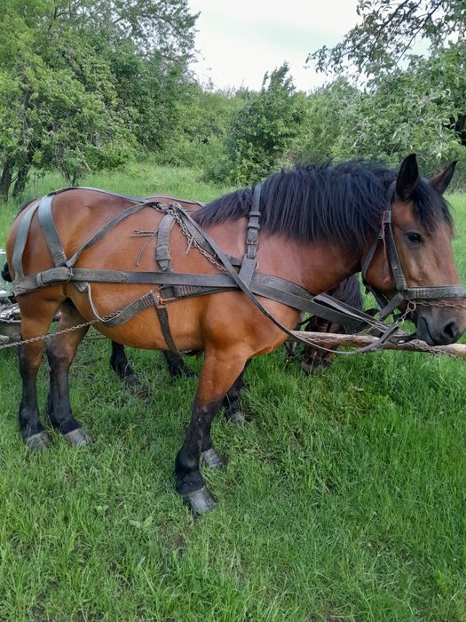 Iepe de vanzare  foarte cuminti