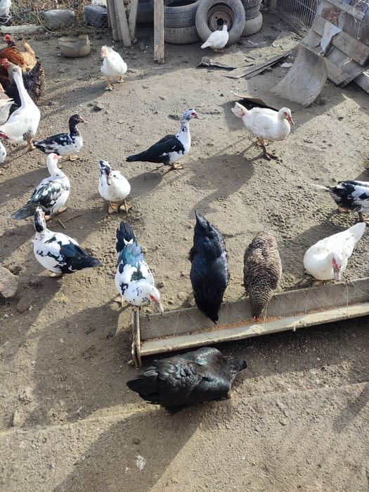 Rațe mute și o pereche de gâște.