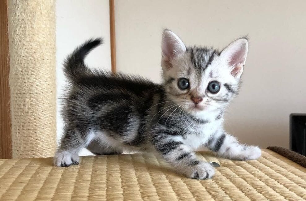 Скотиш страйт 1,5 месяцев .