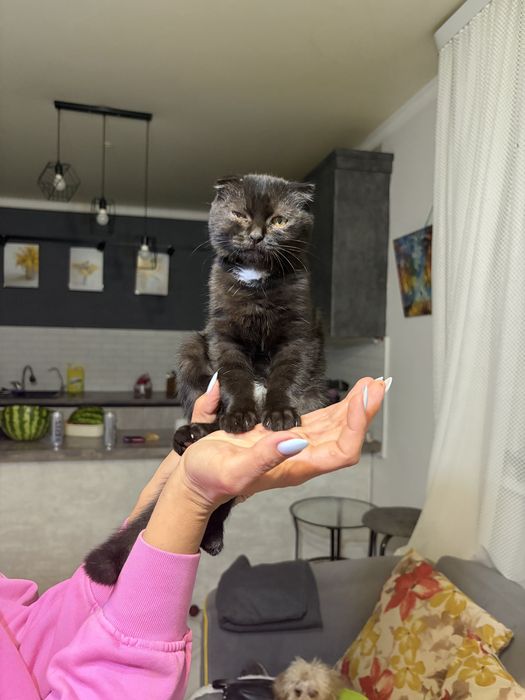 Котенок мальчик ищет дом