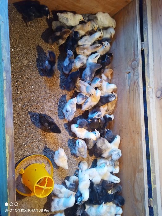 Циплята домашние