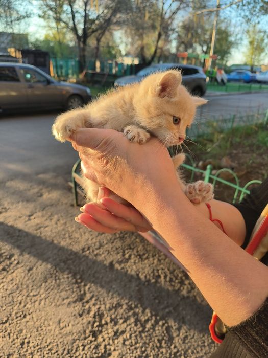 Отдам котенка бесплатно