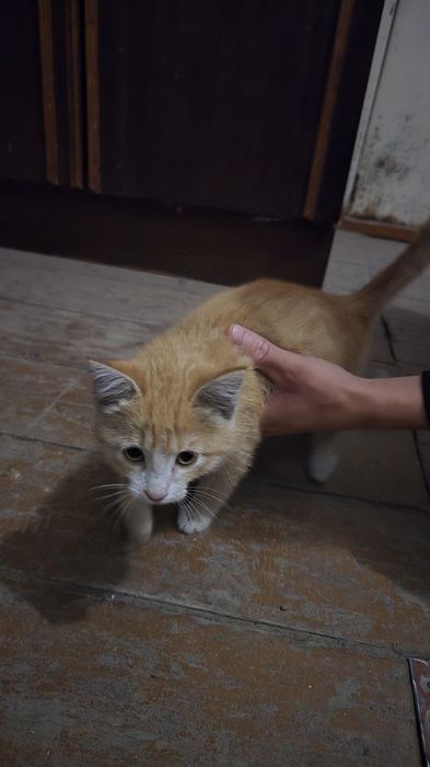 Отдам котёнка бесплатно