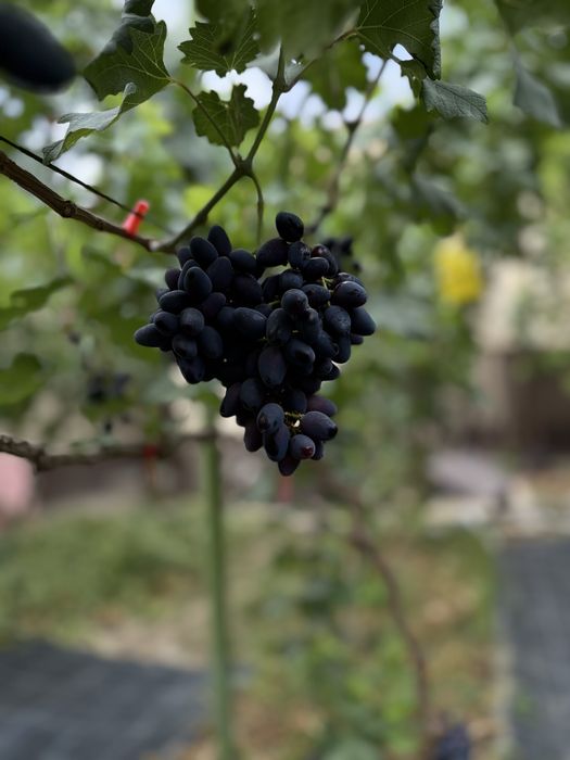 Аватар виноград продается