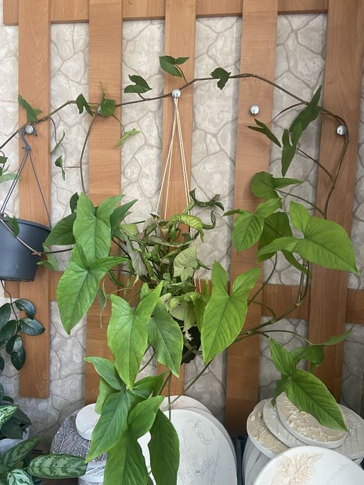 Комнатное растение,вьющееся Сингониум