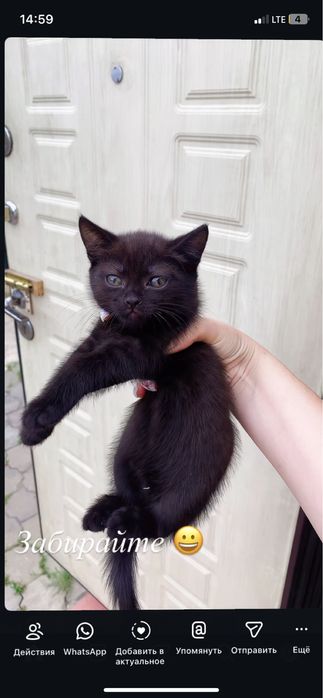 Отдам котенка кошечку