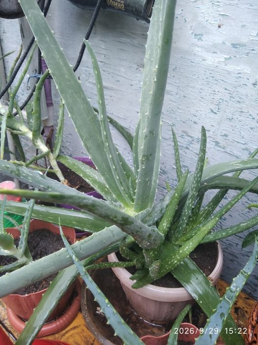 Фикусы комнатные