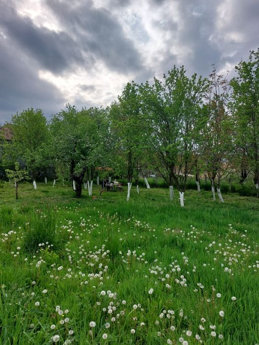 Vând casă cu grădină