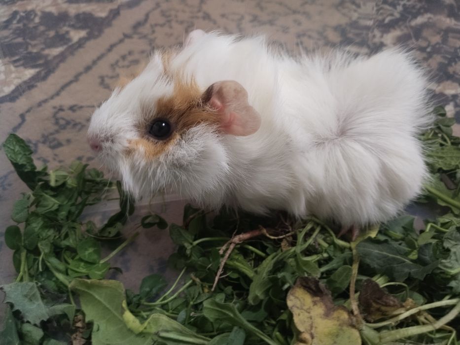 Морские свинки добродушные животные домашние